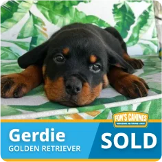 A Rottweiler puppy named Gerdie lies on a bed with a "SOLD" label and the Fox’s Canines logo; background features green leaf patterns.
