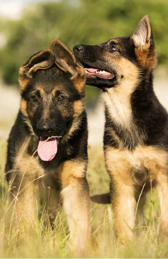 Two German Shepherd puppies stand close together on grass, one facing forward with its tongue out and the other looking sideways.