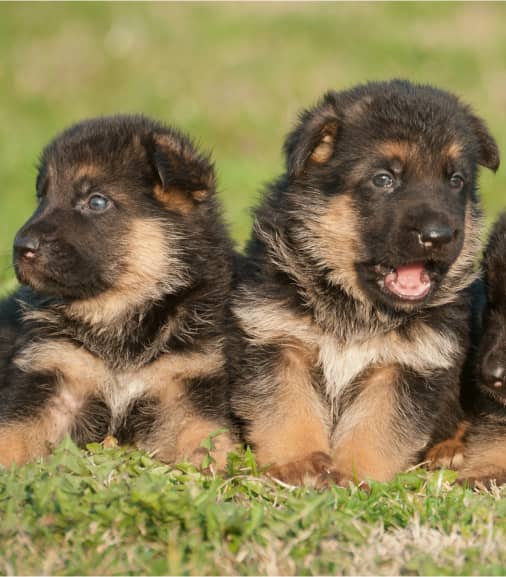 Two German Shepherd puppies with black and tan fur sit on the grass, one looking left and the other facing forward with its mouth open.