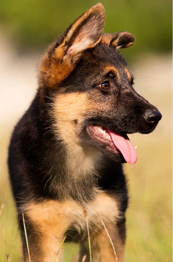 A German shepherd puppy stands on grass, looking to the side with its mouth open and tongue out.