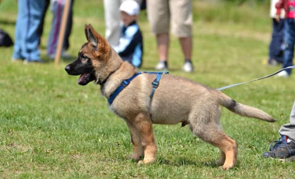 A German Shepherd puppy on a leash stands alert on grass, wearing a blue harness. People are visible in the blurred background.