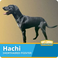 A black shorthaired pointer dog named Hachi stands in profile on a gradient background. Text label at the bottom identifies the breed and name.