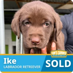 A chocolate Labrador Retriever puppy named Ike is shown; a banner at the bottom reads "SOLD" and "Fon’s Canines.