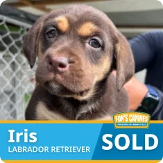 A brown and tan Labrador Retriever puppy named Iris with "SOLD" displayed on a banner at the bottom of the image.