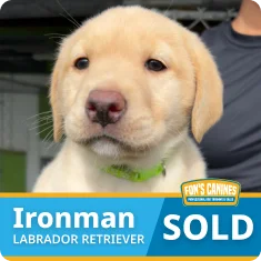 A yellow Labrador Retriever puppy wearing a green collar is shown with a "SOLD" label and the name "Ironman" at the bottom of the image.