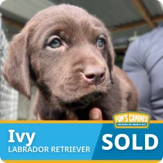 A chocolate Labrador Retriever puppy named Ivy is held by a person; a "SOLD" label and Fon's Canines branding are displayed at the bottom of the image.