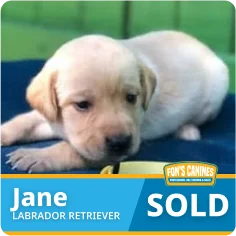 A yellow Labrador Retriever puppy lying on a blue blanket with a "SOLD" label and the name Jane displayed.