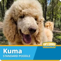 A standard poodle with curly, light-colored fur stands outdoors; text on the image reads "Kuma, Standard Poodle" with the Fon's Canines logo.