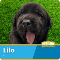 A black puppy with its tongue out sits on green grass. A label at the bottom reads "Lilo" with the Fon's Canines logo.