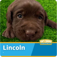 A brown puppy lies on green grass with the name "Lincoln" displayed below and a "Fon's Canines" logo in the corner.