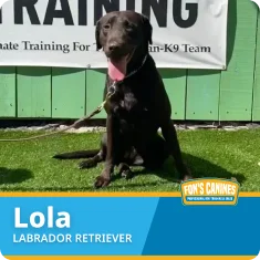 A black Labrador Retriever named Lola sits on artificial grass in front of a training sign, wearing a leash.