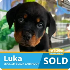 A black and tan puppy named Luka is shown behind glass with a "SOLD" sign and the label "English Black Labrador" at Fox's Canines.