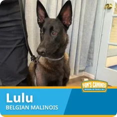 A Belgian Malinois named Lulu sits indoors on a leash next to a person, with a sign reading "Fon's Canines" in the corner.