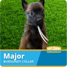 A black and brown puppy with a burgundy collar sits on green grass. Text overlay reads: "Major BURGUNDY COLLAR" with the "Fon’s Canines" logo in the corner.