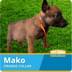 A young brown puppy with an orange collar stands on green grass. Text on the image reads "Mako ORANGE COLLAR" and "Fon's Canines.