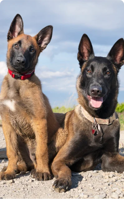 Two Belgian Malinois dogs, one with a red collar and the other with a beige collar, sit on a gravel surface outdoors under a partly cloudy sky.