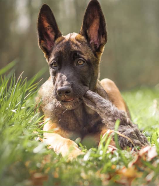 A young Belgian Malinois puppy lies on grass, holding a furry toy in its mouth, with sunlight filtering through the background.