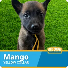 A Belgian Malinois puppy with a yellow collar sits on green grass. The text overlay reads: "Mango, Yellow Collar. Fon's Canines Working Dog Trainer & Sale.