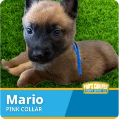 A brown and black puppy with a blue collar lies on green grass. Text reads "Mario, Pink Collar" with a Fox's Canines logo in the corner.