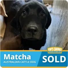 A black Australian Cattle Dog puppy named Matcha sits indoors; a "SOLD" label and Fox's Canines logo appear at the bottom of the image.
