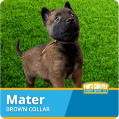 A brown puppy with a brown collar stands on green grass. Text on image reads: "Mater, Brown Collar, Fox's Canines.