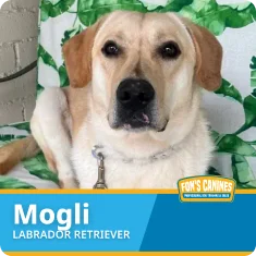 A yellow Labrador Retriever named Mogli sits on a leaf-patterned blanket. A label at the bottom reads "Mogli, Labrador Retriever" with the Fon's Canines logo.