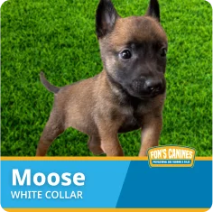 A Belgian Malinois puppy named Moose with a white collar stands on green grass. Text at the bottom displays the name and a logo for Fon’s Canines.
