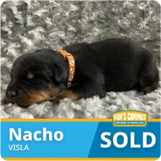 A small black and brown puppy wearing an orange collar lies on a grey textured blanket. Text on the image reads "Nacho VISLA SOLD" with a Fon's Canines logo.