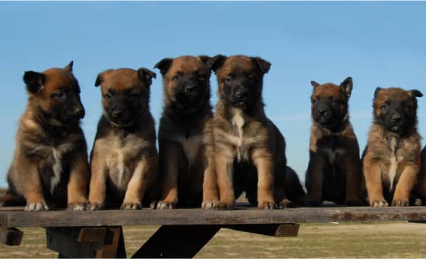 Six brown and black puppies sit in a row on a wooden surface outdoors, with a clear blue sky in the background.