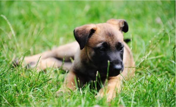 A brown and black puppy is lying on green grass, looking to the side.