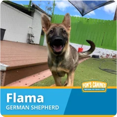 A German Shepherd puppy named Flama stands outdoors on artificial grass, with ears perked up and mouth open, near a wooden deck and a green fence.