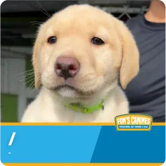 A yellow Labrador Retriever puppy with a green collar sits in front of a person and a blue banner labeled "Fon's Canines.