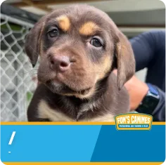A brown and tan puppy sits in front of a chain-link fence while being held by a person. The bottom of the image features a blue banner with the Fon’s Canines logo.