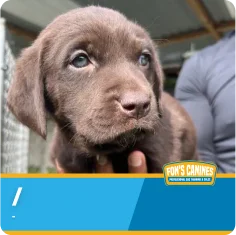 A chocolate Labrador puppy is held up by a hand, with a logo for Fon's Canines in the bottom right corner.