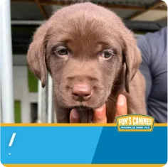 A person holds a chocolate Labrador Retriever puppy. The image has a blue banner with the text "Fon's Canines" in the bottom right corner.