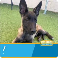 A young black and tan Belgian Malinois puppy lies on artificial grass next to a wall. The bottom of the image features a "Fon Jon's Canines" banner.