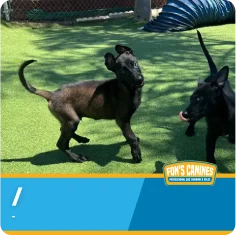 Two black dogs play on artificial grass near agility equipment in a fenced outdoor area. A Fon's Canines logo is visible at the bottom of the image.