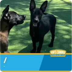 Two black dogs stand on green artificial grass, facing each other, with a blue and yellow "Fon's Canines" banner at the bottom of the image.