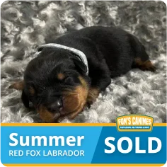 A newborn puppy with black and tan fur lies on a gray blanket. The image includes text: "Summer RED FOX LABRADOR" and "SOLD" with the Fox's Canines logo.