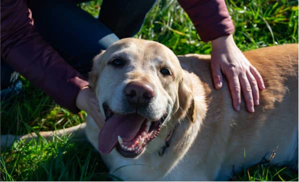 A yellow Labrador retriever lies on grass with its tongue out while a person pets its head and neck.