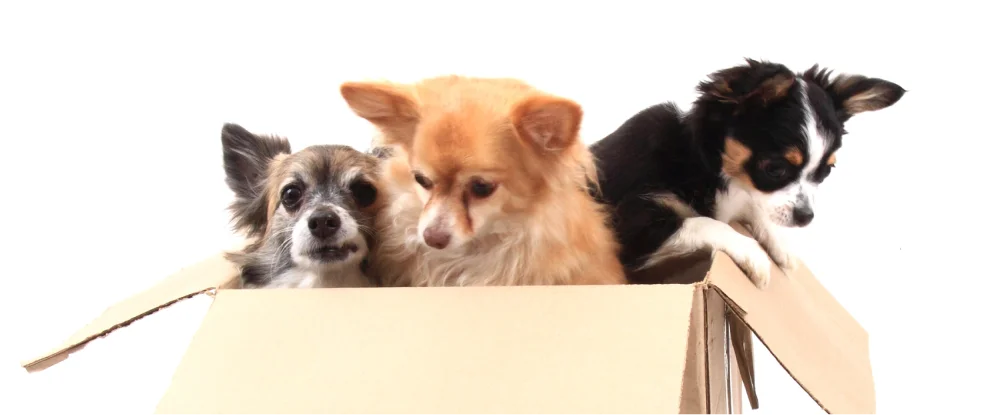 Three small dogs sit together inside an open cardboard box against a white background.
