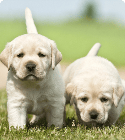 Two light-colored Labrador Retriever puppies walking and sniffing on green grass outdoors.