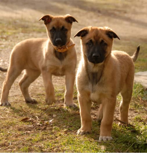 Two tan and black puppies with alert ears stand on grass and dirt, looking toward the camera in natural daylight.