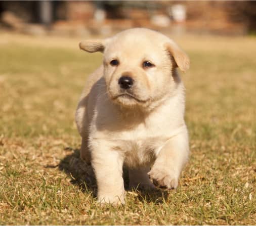 A light-colored puppy walking on dry grass outdoors with a blurred background.