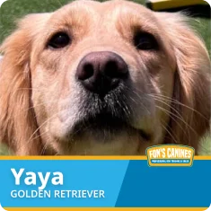 Close-up of a golden retriever outdoors with text overlay: "Yaya Golden Retriever" and "Fon's Canines" logo at the bottom.