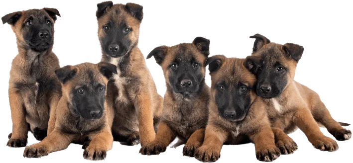 Six Belgian Malinois puppies sit and lie closely together facing the camera, with light brown fur and black faces, against a transparent background.