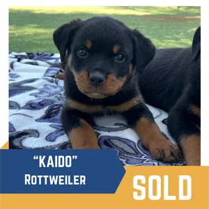 A Rottweiler puppy named "Kaido" lies on a blanket outside. Text on the image reads "'KAIDO' Rottweiler" and "SOLD.