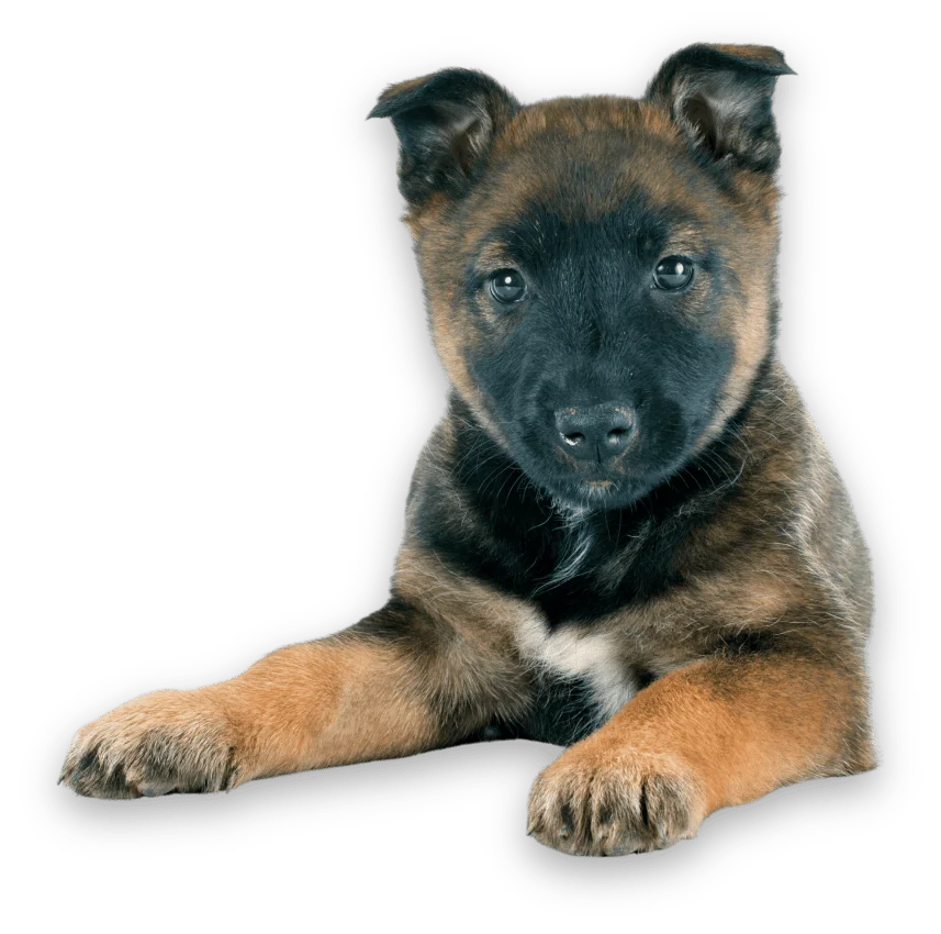 A Belgian Malinois puppy with a dark face and tan fur lies down and looks directly at the camera.