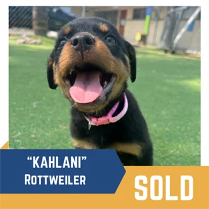 A Rottweiler puppy with a pink collar sits on grass. The text reads: "'KAHLANI' Rottweiler, SOLD.