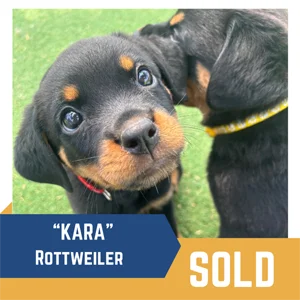 A Rottweiler puppy with a red collar looks up at the camera while another puppy stands nearby; the image is labeled “'KARA' Rottweiler” and marked as “SOLD.”.
